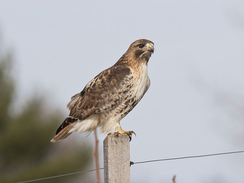 Adult Red-tailed Hawk