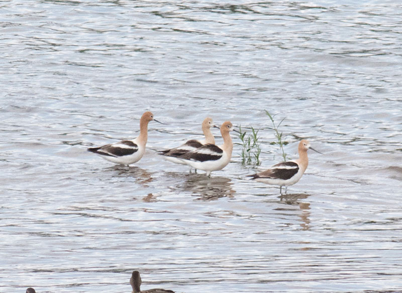 American Avocets