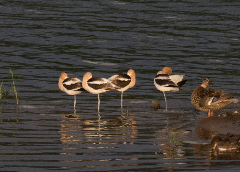 American Avocets