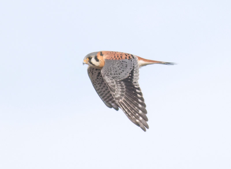 American Kestrel