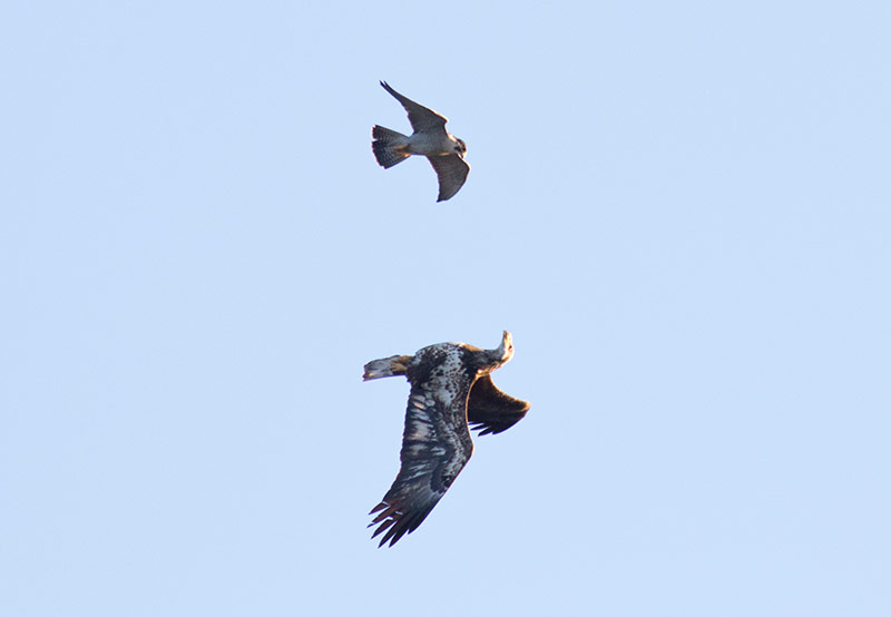 Bald Eagle and Peregrine Falcon