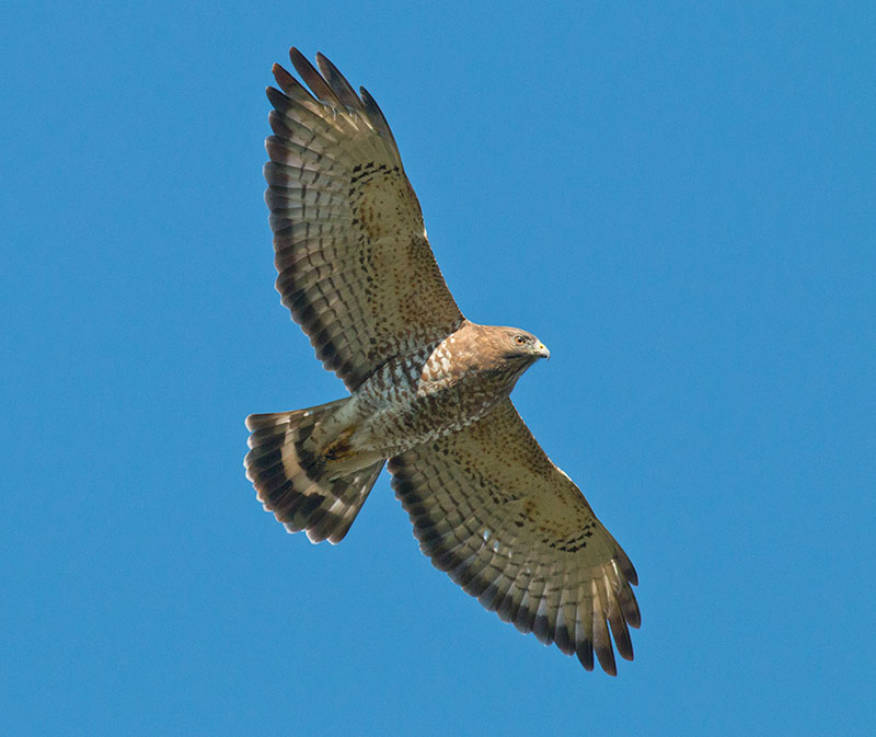 Broad-winged Hawk