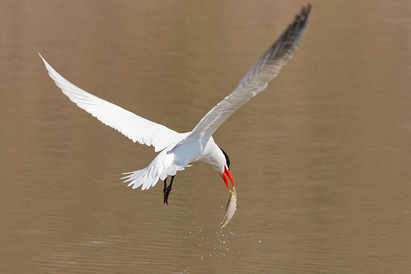 Caspian Tern, Rose Valley Lake