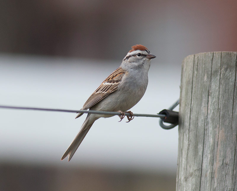 Chipping Sparrow