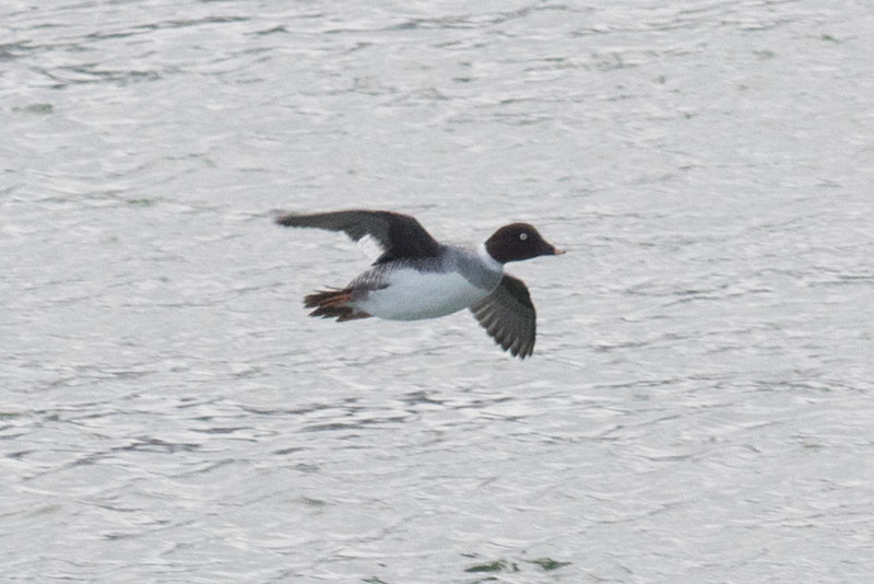 Common Goldeneye