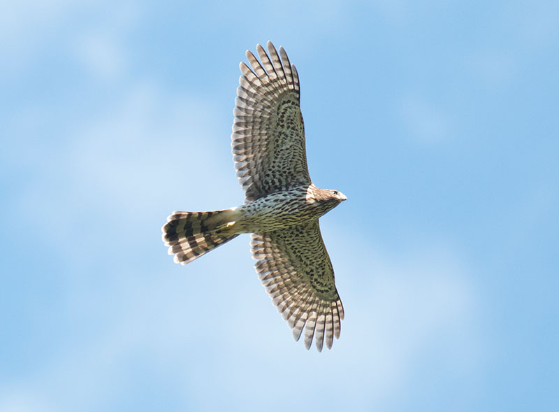 Cooper's Hawk