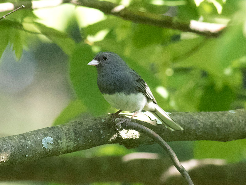 Dark-eyed Junco