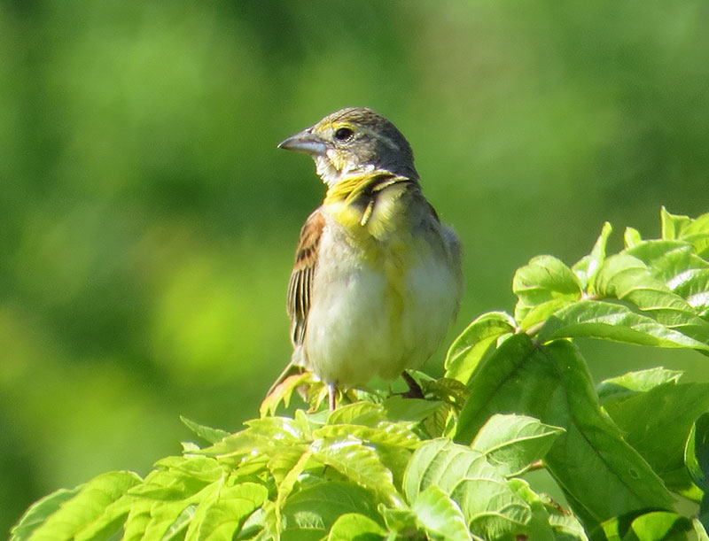 Dickcissel