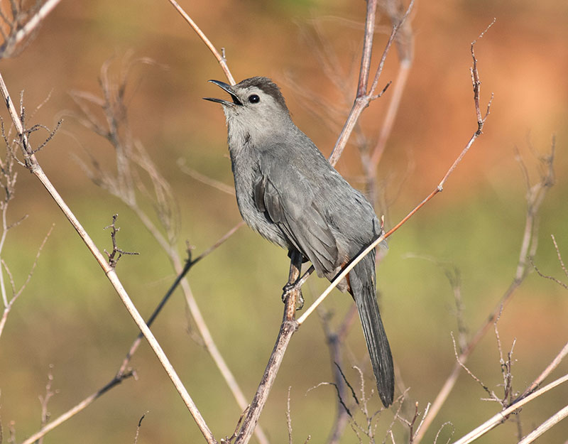 Gray Catbird