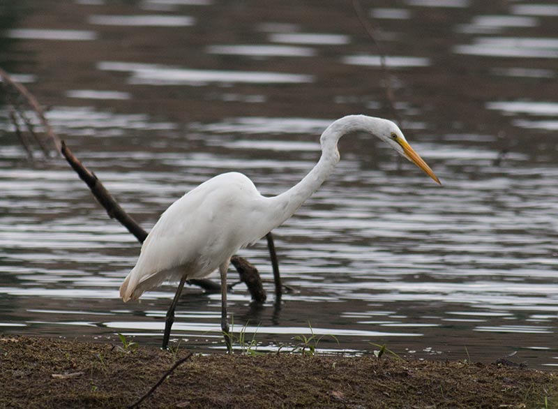 Great Egret
