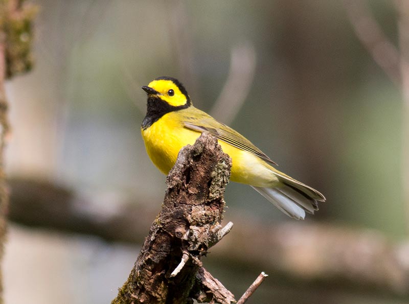 Hooded Warbler