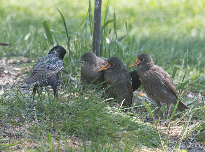 Juvenile European Starlings