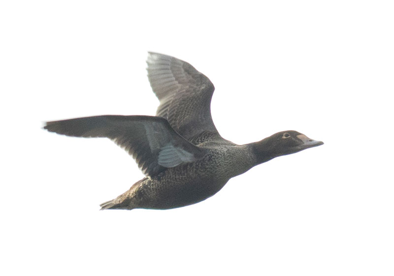 King Eider in flight