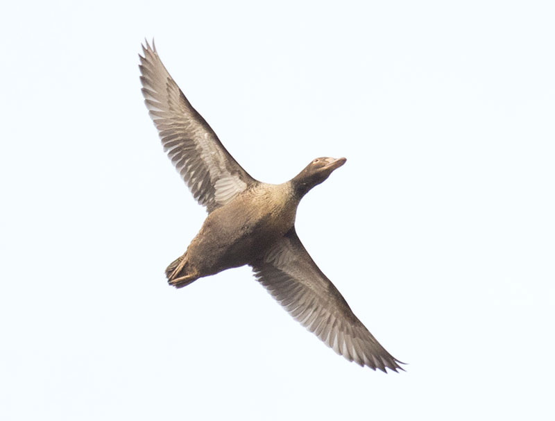King Eider in flight