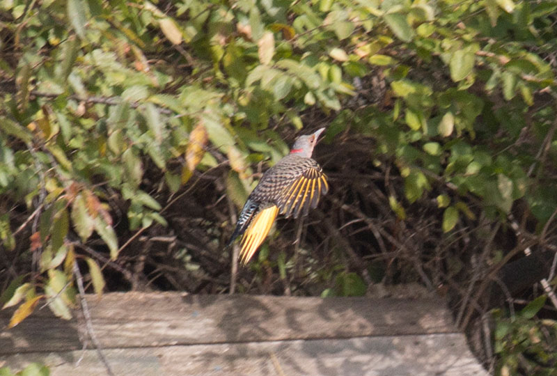 Northern Flicker in flight