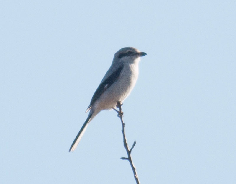 Northern Shrike