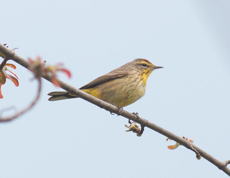 Palm Warbler (western)