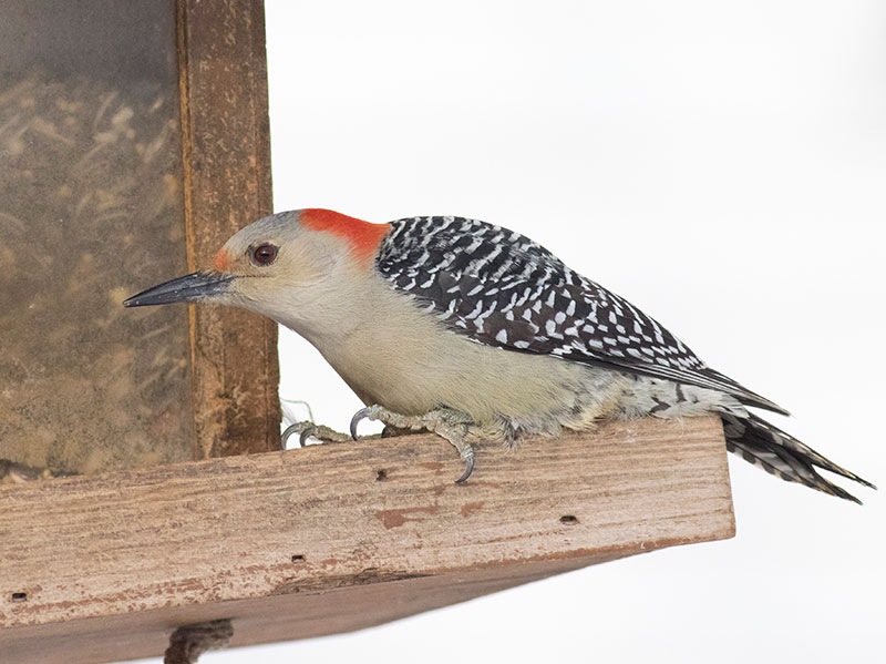 Red-bellied Woodpecker