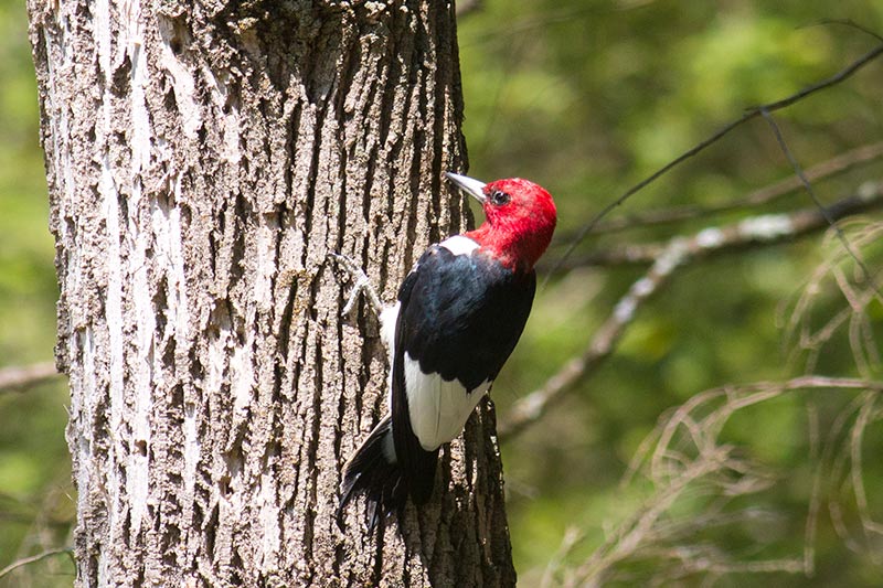 Red-headed Woodpecker