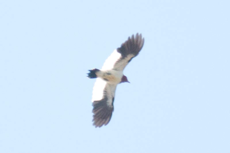 Red-headed Woodpecker in flight