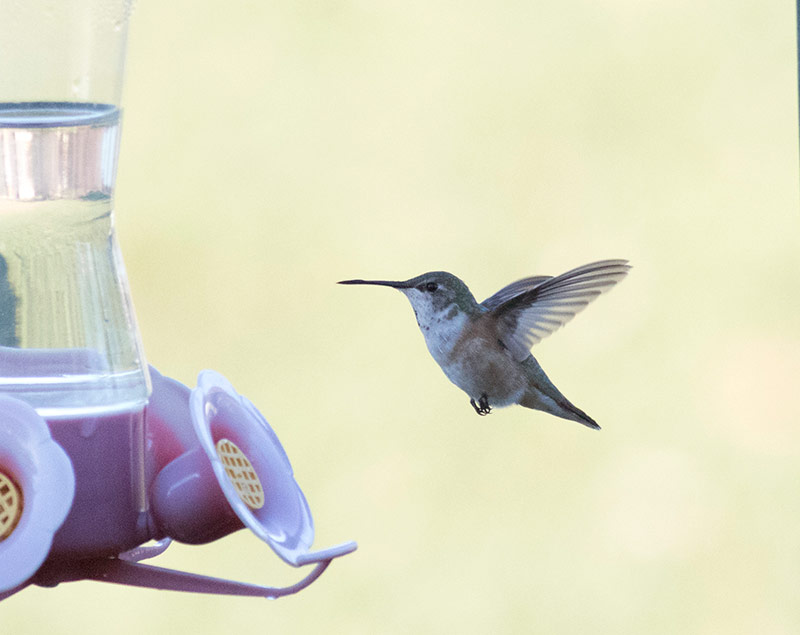 Rufous Hummingbird