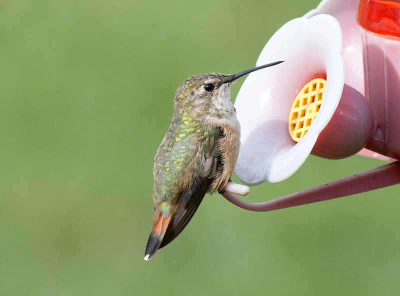 Rufous Hummingbird