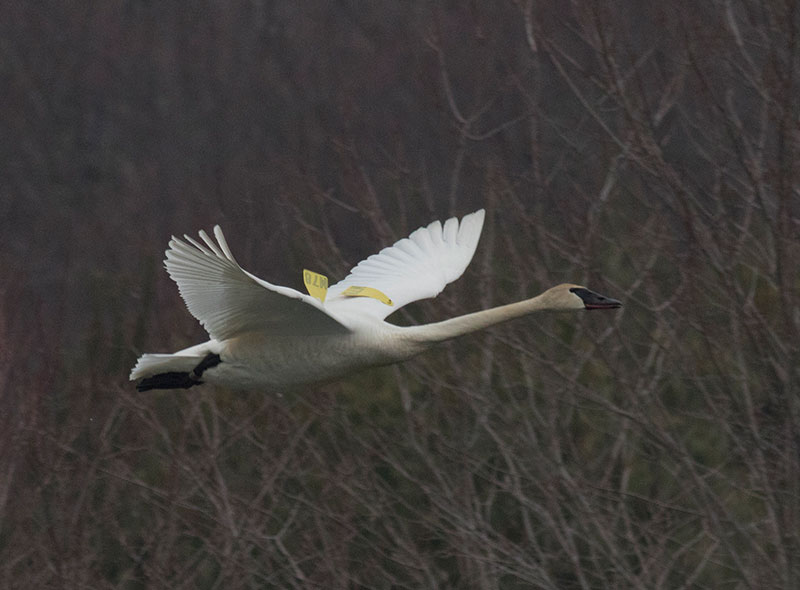 Trumpeter Swan M78