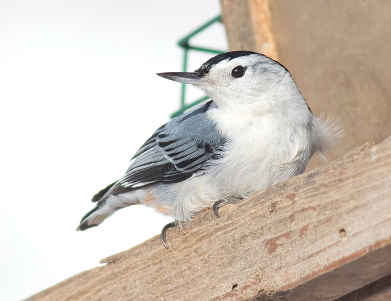 White-breasted Nuthatch