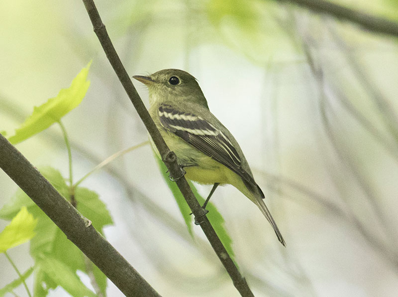 Yellow-bellied Flycatcher