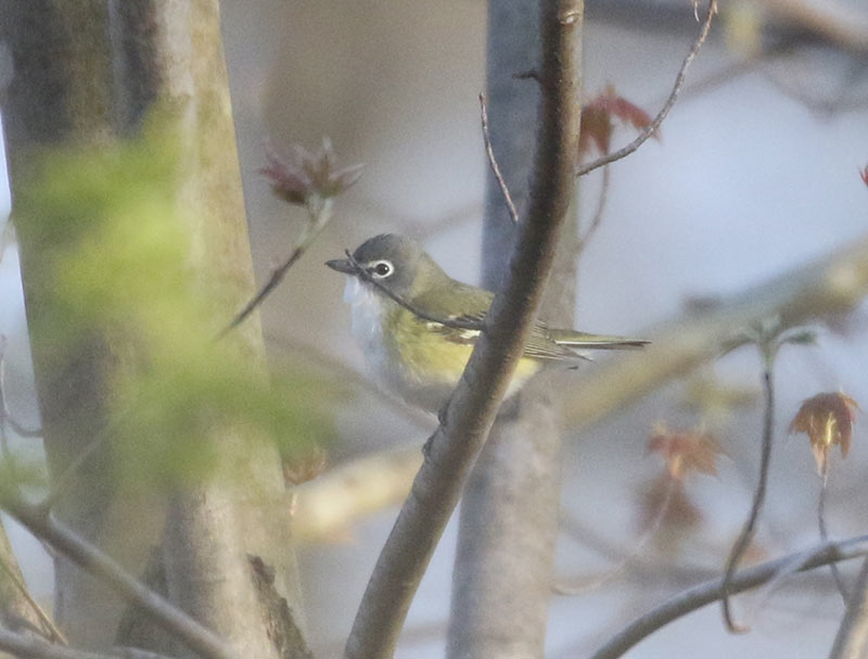 Mystery bird to be identified