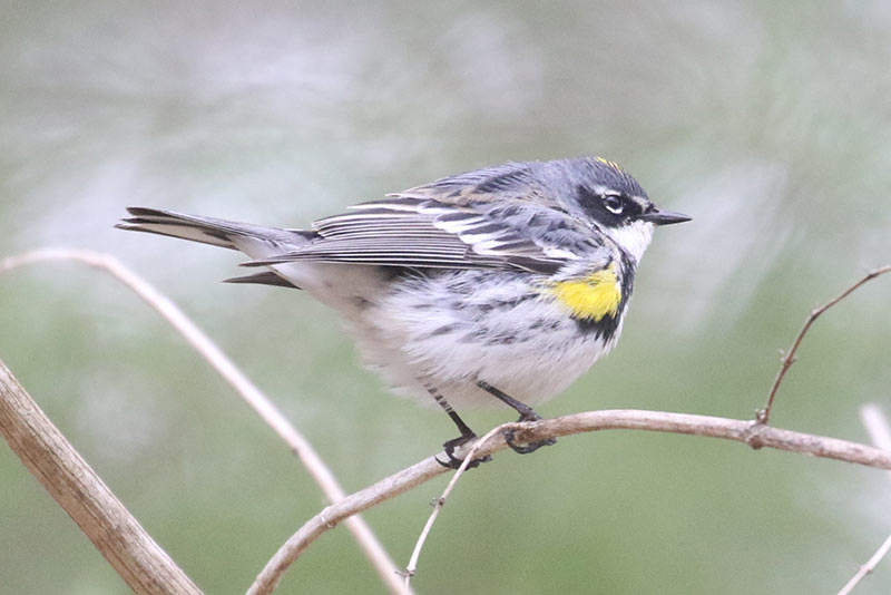 Mystery bird to be identified