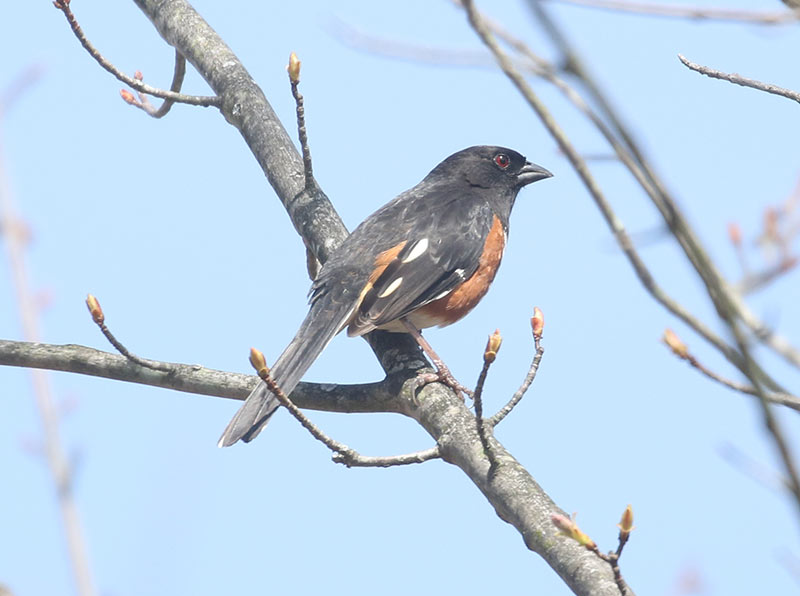 Mystery bird to be identified