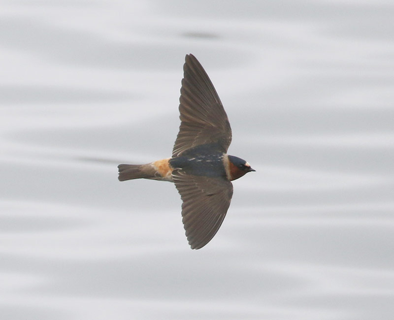 Mystery bird to be identified