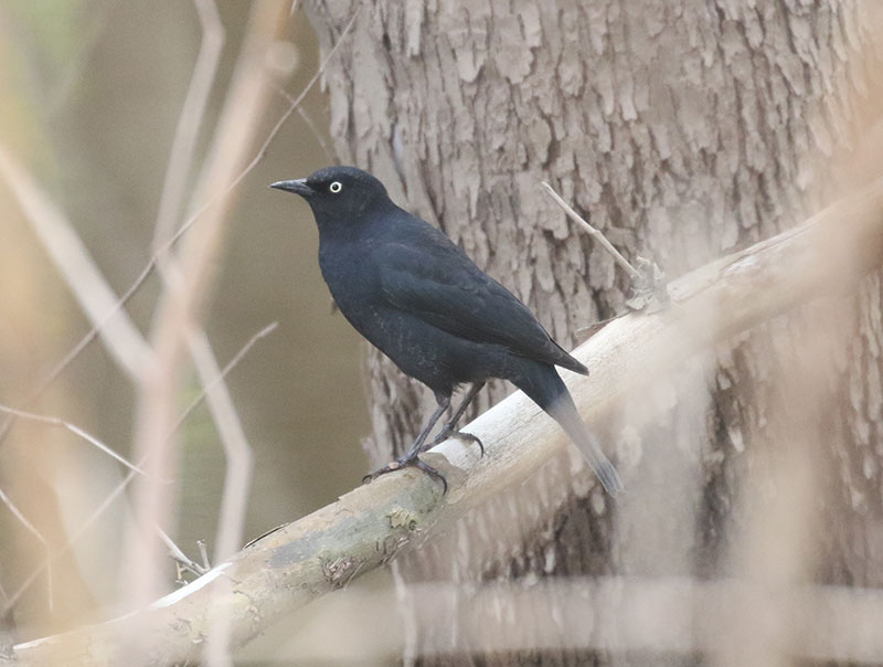 Mystery bird to be identified
