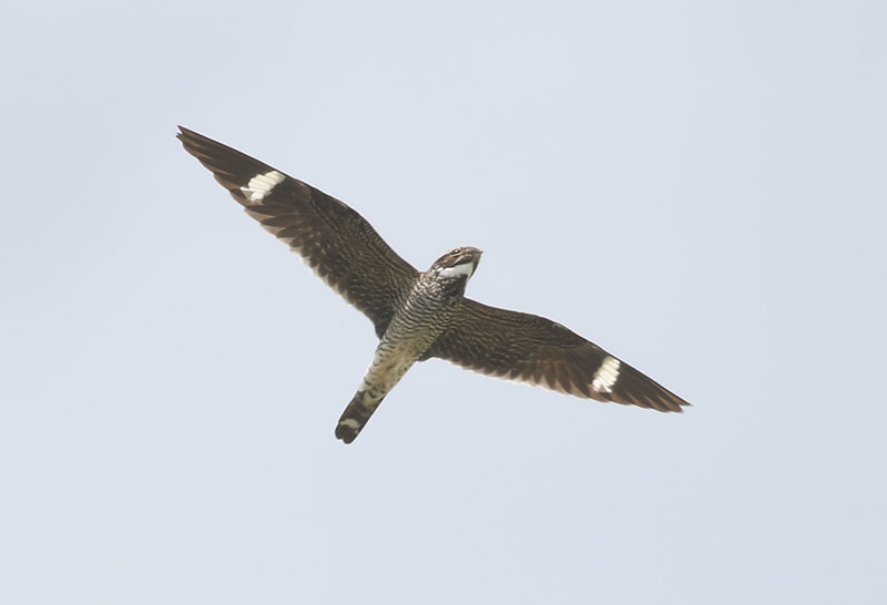 Mystery bird to be identified