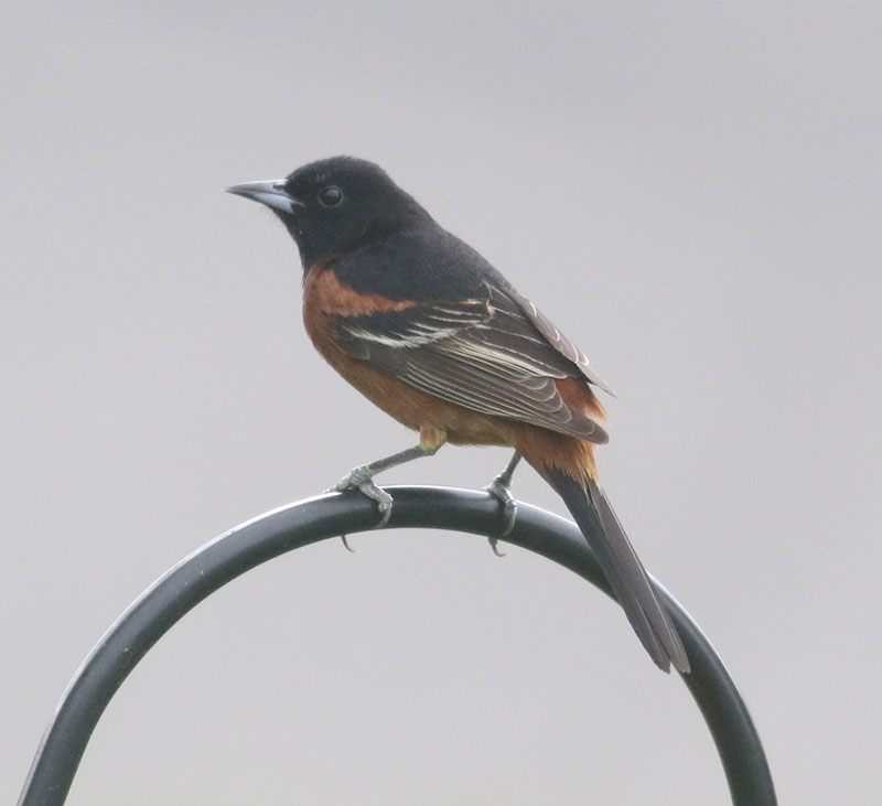 Mystery bird to be identified