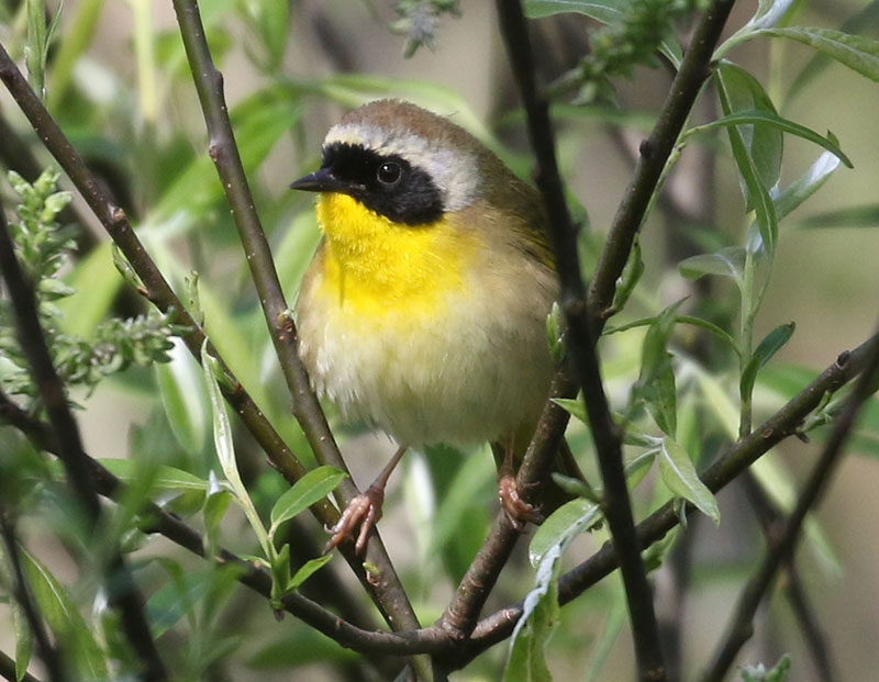 Mystery bird to be identified