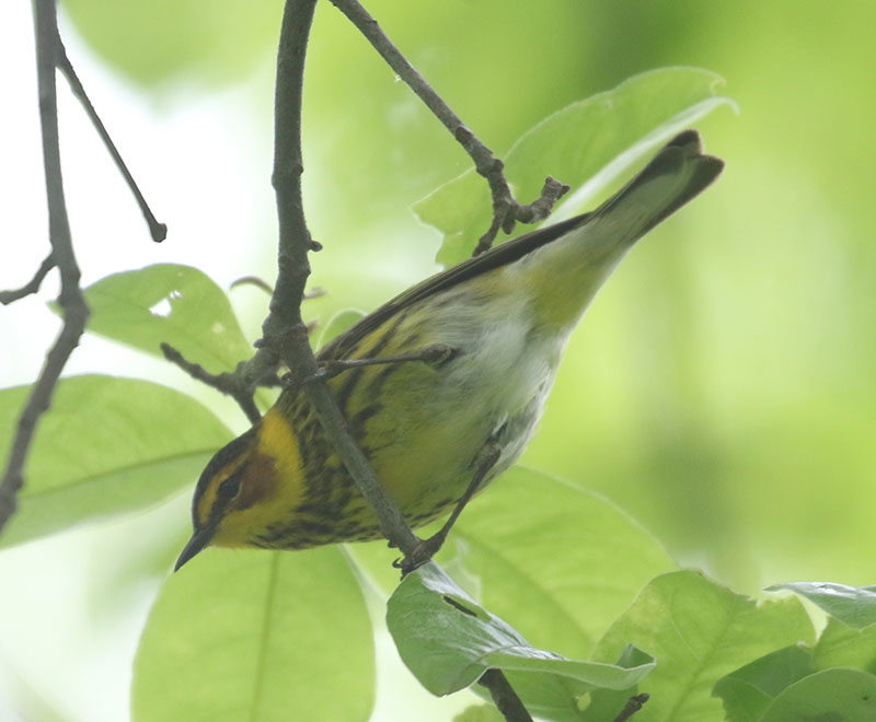 Mystery bird to be identified