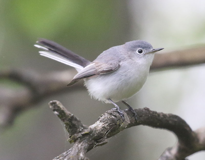 Mystery bird to be identified