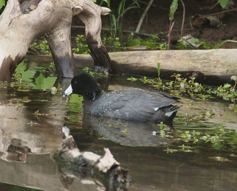 Mystery bird to be identified