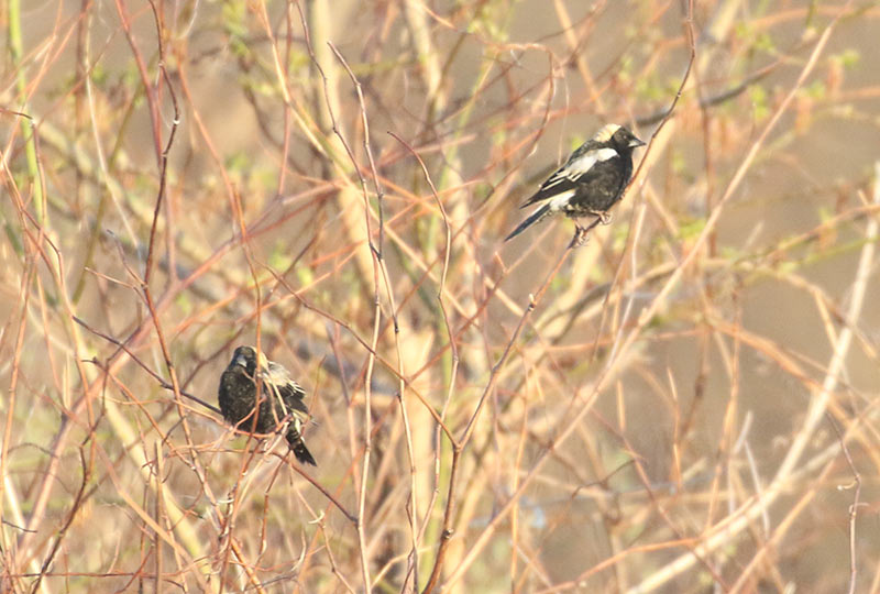 Mystery bird to be identified
