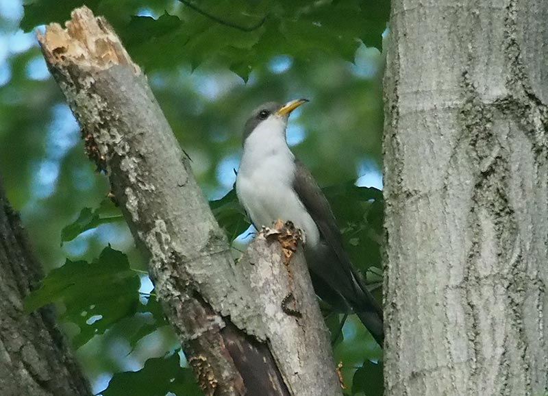 Mystery bird to be identified