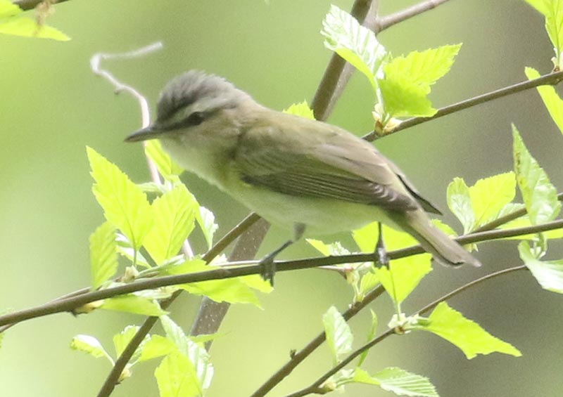 Mystery bird to be identified
