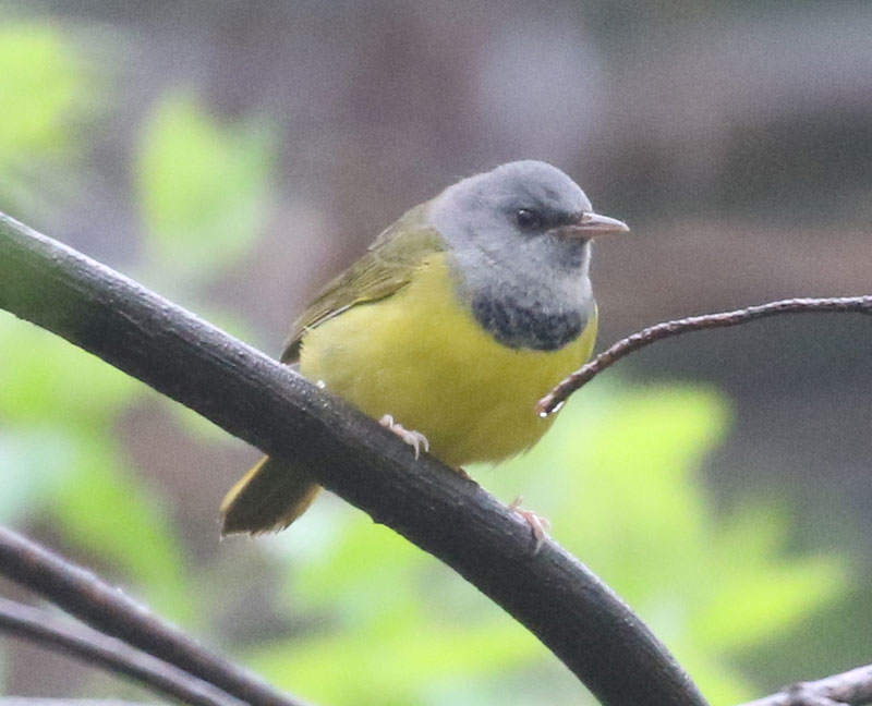 Mystery bird to be identified