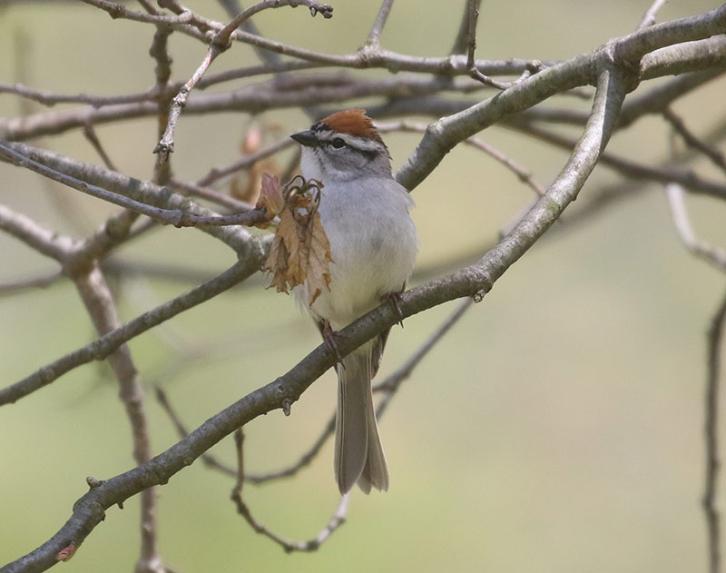 Mystery bird to be identified