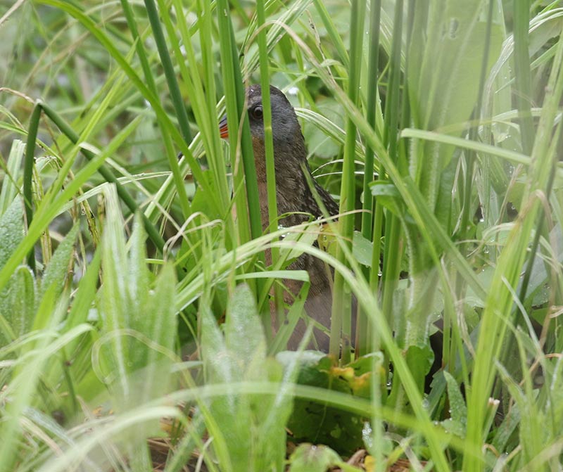 Mystery bird to be identified