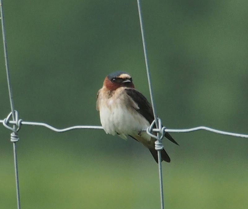 Mystery bird to be identified