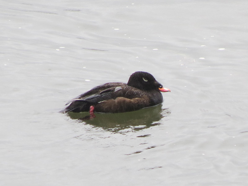 Mystery bird to be identified