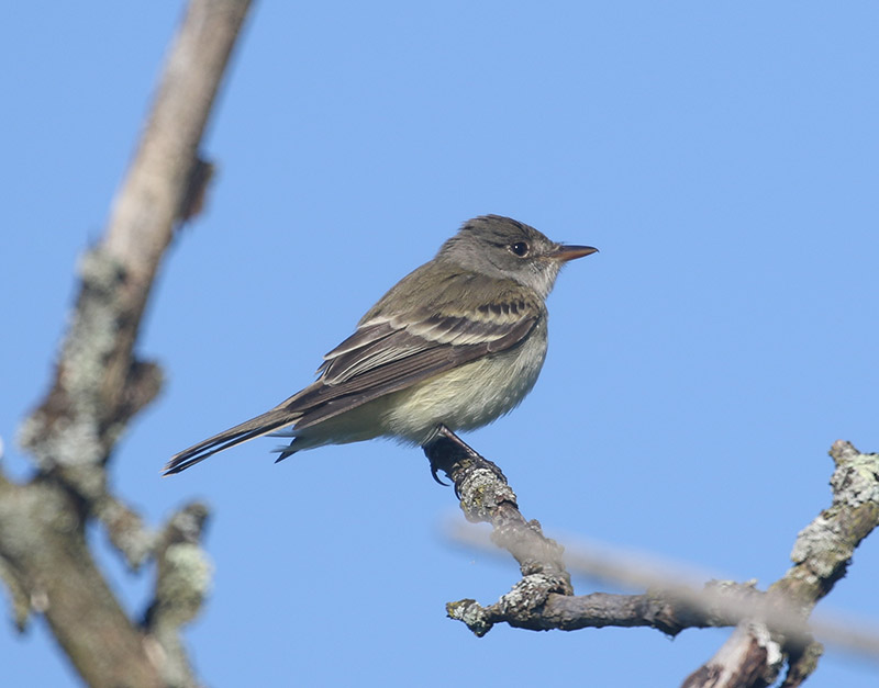 Mystery bird to be identified