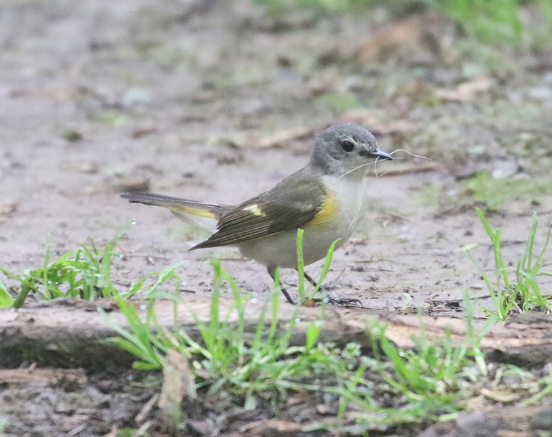 Mystery bird to be identified